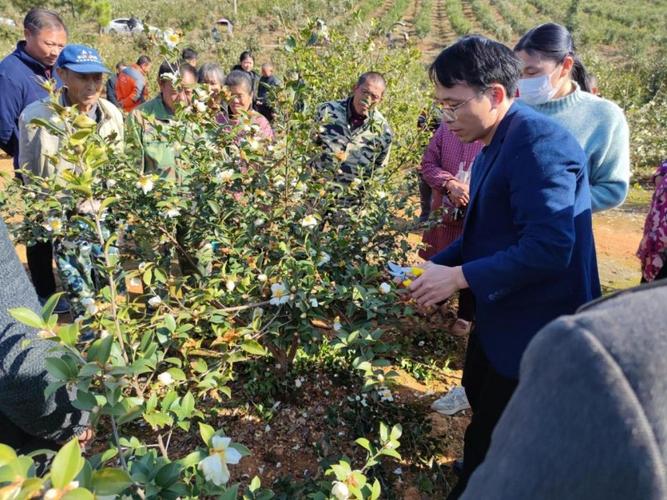 丰城市林业局举办油茶实用技术培训班